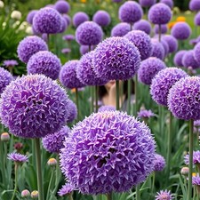 5 Giant Allium 20cm+ Bulb Gladiator Purple Flower Onion Perennial Garden Plant