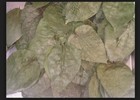 25gm Dried Piper Betel Leaves 100% Organic Herbal Betel Leaf Piper Paan Leaf