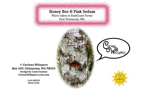 Set of 5 "Honey Bee & Pink Sedum" Greeting Cards - FREE SHIPPING - Picture 2 of 2