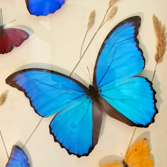 Morpho for sale | eBay