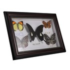  Schmetterlings-Exemplar-Ausstellungsrahmen, dekorativer