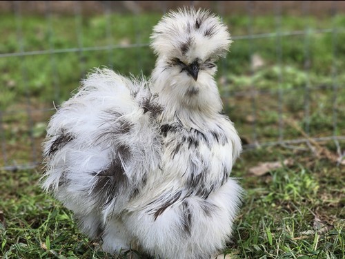 Silkie hatching eggs Paint & black 6, Silkie, Showgirl, Frizzle NPIP & AI Clean - Bild 2 von 24