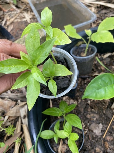 Cestrum nocturnum - Intensely Fragrant At Night. 3 Seedlings In A Pot - Picture 7 of 7