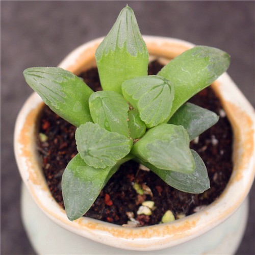 Pianta Succulenta 5CM Haworthia Comptioniana Vita di Città Liliaceae Vaso Raro - Foto 13 di 13
