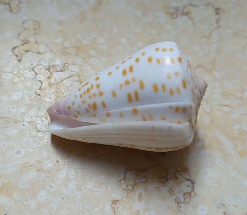 Conus Tessulatus 57mm tesseliert Wow Muster groß große rote Meeresmuschel - Bild 5 von 12