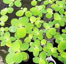 Dwarf Water Lettuce Floating Plant, Freshwater Aquarium Live Plant