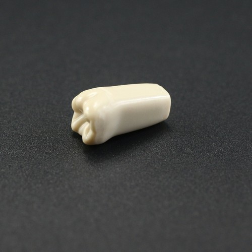 Columbia 860 style Dental Typodont Individual Teeth Model Replacement Screw-in - 第 54/82 張圖片