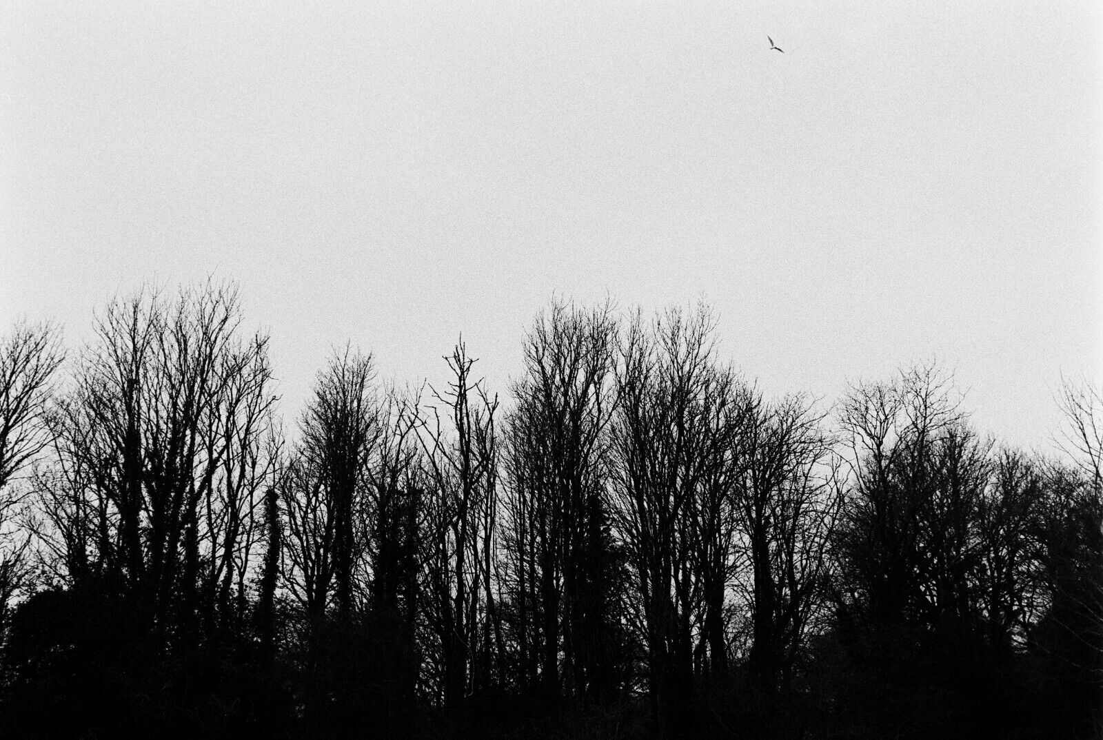 Picture 11 of 11