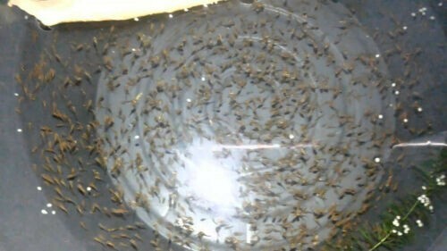 30,000 Fairy Shrimp eggs Food For New born Fish, Betta ,Guppy, Killifish. - Picture 20 of 24