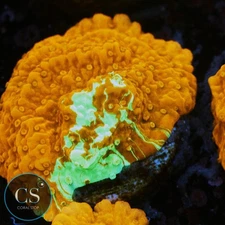 CS WWC GRAFTED MONTI - WYSIWYG LIVE CORAL