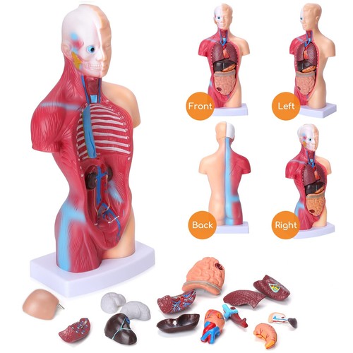Human Body Model for Kids, 15 Pcs Removable 11 inch Human Torso Anatomy Model... - Picture 3 of 7
