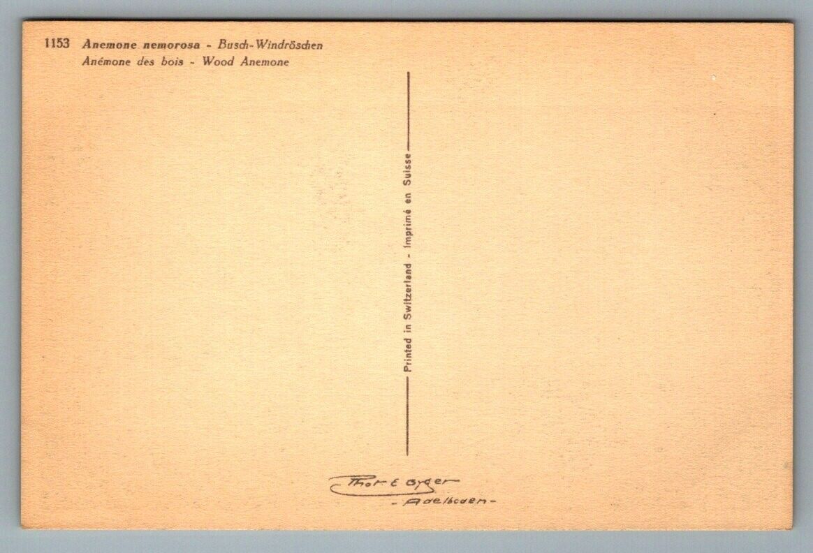 Foto 2 di 2