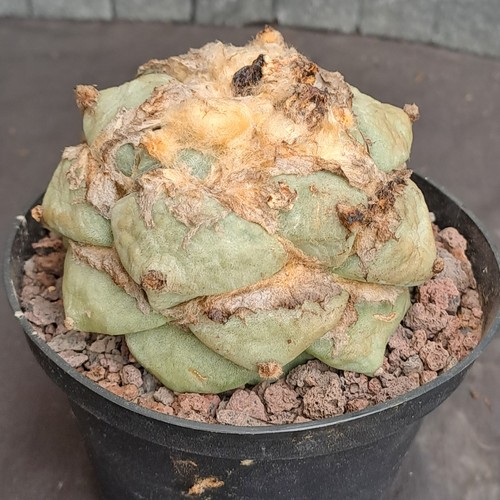 Ariocarpus retusus f. "BREVITUBEROSUS" grafted RARE PLANT ebay-X027 - Foto 3 di 24