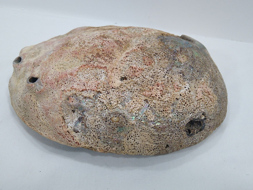 Abalone Shell Smudging Bowl Seashell Incense Burner, Iridescent Lavendar Green - Bild 5 von 8