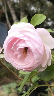 Live Rose Plants See List Curly Available Ebay Live Rose Plants See List Curly