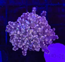 WYSIWYG Purple Frogspawn Octospawn 1 Head Live Coral Frag SPS LPS Reef Tank