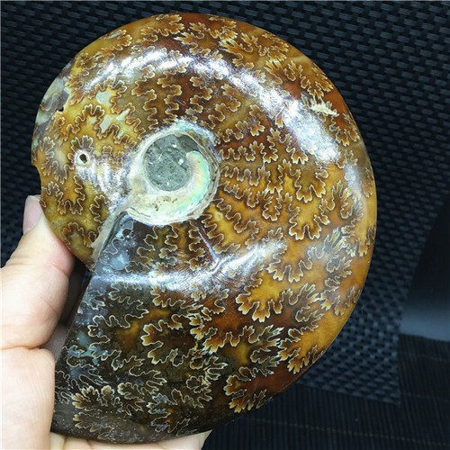 387g Natural chrysanthemum conch specimens in Madagascar  U760 - Picture 6 of 12