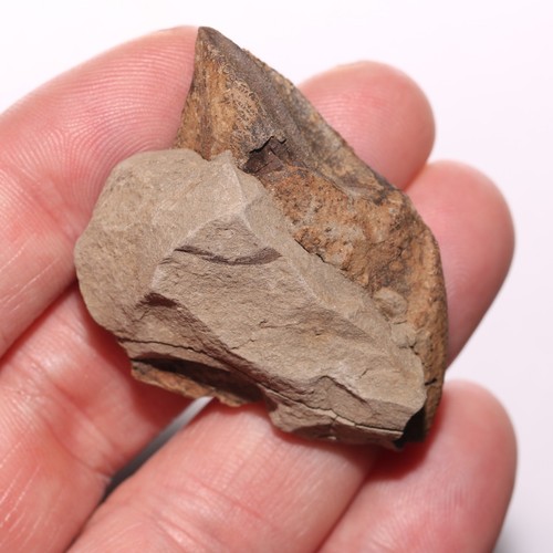 Fósil de diente Triceratops sin erupción de doble raíz - de la formación Hell Creek - Imagen 4 de 12