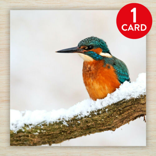 Tarjetas y paquetes de Navidad de Kingfisher tarjetas de Navidad de aves naturales tarjetas de vida silvestre invierno - Imagen 13 de 15