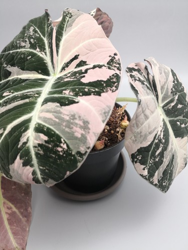 Alocasia Black Velvet Pink Variegata Rhizome - Bild 3 von 4