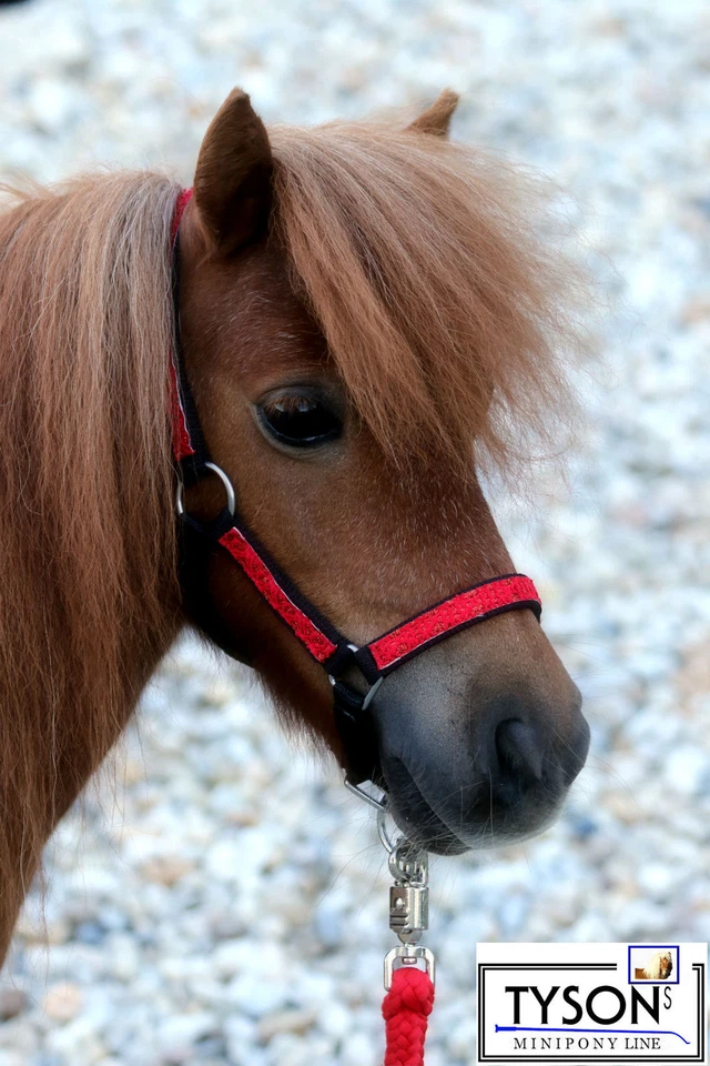 Halfter Nylo Glitzer Rot Lila Weiß Rosa MS S P VB WB Blink Glitzerhalfter Tysons - Bild 2 von 4