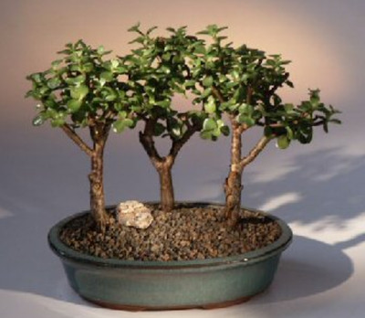 3 Baby Jade Bonsai Tree Live Plants Group In One Pot 6-8 Inch Tall Indoor Plant