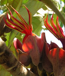 Extremely-Rare-Chiranthodendron-Pentadactylon-Devil-039-s-Hand-Tree-1-Seed-Limited