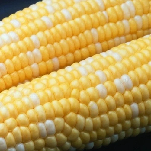 500+ Peaches and Cream Sweet Corn Seeds - Heirloom - Non Gmo