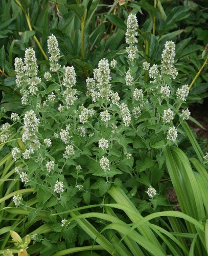 Nepeta Cataria Seeds -Catnip-Perennial Herb Felines Love -theseedhouse 50 Seeds - Bild 3 von 3