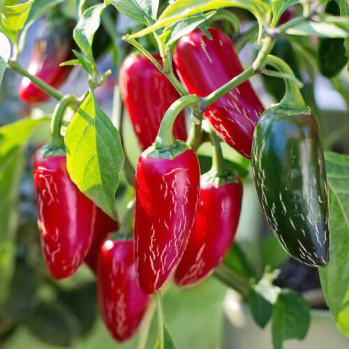 60 HOT & SPICY CHILLI SEEDS MIX-GROW YOUR OWN VEGETABLES-GARDEN SPICE PLANTS - Picture 10 of 20