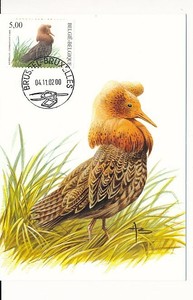 D005681-Buzin-Birds-Kemphaan-Ruff-Maximum-Card-Belgium