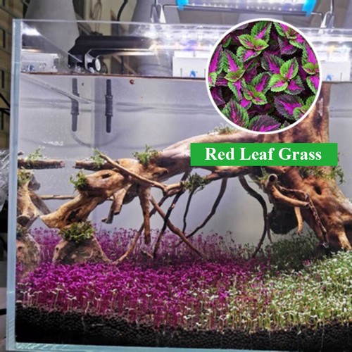 Aquarium Plant Seeds Fish Tank Aquatic Water Grass Foreground Easy Plants 5g - Picture 17 of 32
