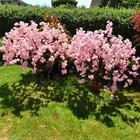 Large Pink Blossom Tree Artificial Flower  ~ Home Shop Wedding Prop 1.35M