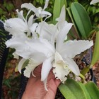 New ListingCattleya Hybrid