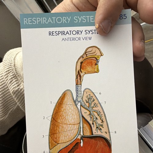 Anatomy Flash Cards - 300 Cards 14 Systems Vincent Perez - Picture 9 of 9