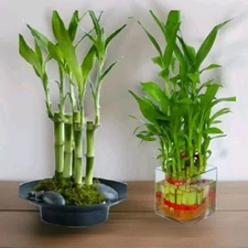7 Lucky Bamboo Plant 4" Stalks, Feng Shui, GIFT,  LIVE PLANT, Indoor Perennial