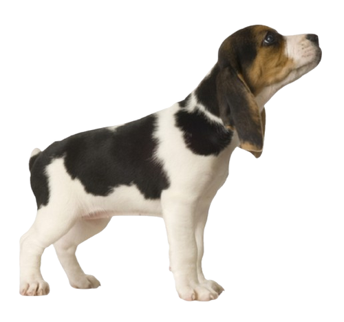 BEAGLE - Etiquetas de dirección de devolución - 1" x 2 5/8" - Personalizadas - Imagen 10 de 50