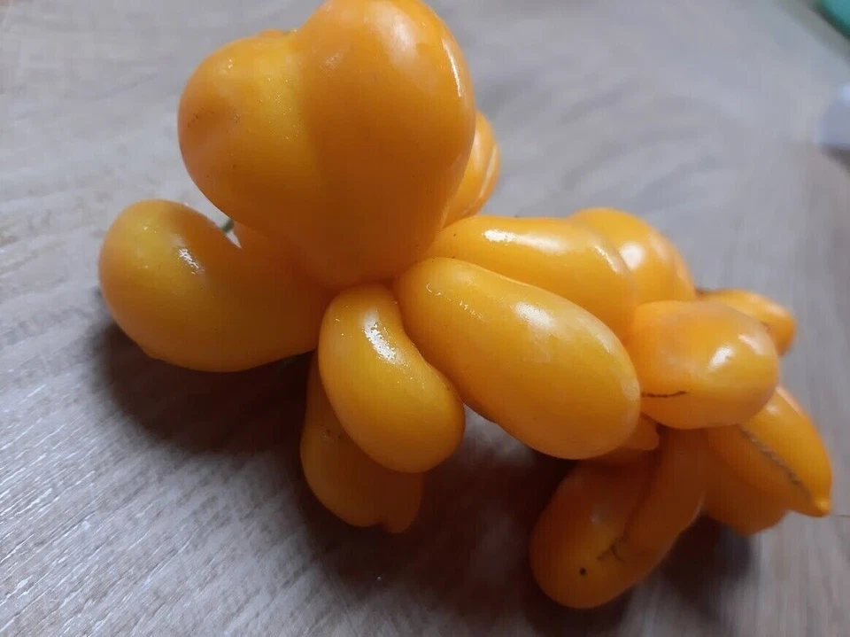 REISETOMATE PAKET - VOYAGE TOMATO - aus 3 Sorten 15+ Samen - Seeds V 148 - Bild 3 von 4