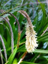 CAREX PENDULA . PENDULOUS SEDGE 10 PLANTS  LAKES . MARGINAL  PONDS DAMP WOODLAND
