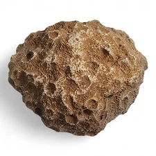 Petoskey Stone Natural Coral Morocco 154.3 grams.
