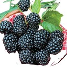 Blackberry Fruit Seeds