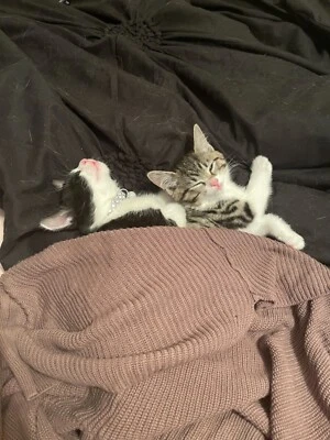 Tabby Kittens In Adelaide Region Sa Cats Kittens Gumtree Australia Free Local Classifieds Tabby Kittens In Adelaide Region Sa Cats Kittens Gumtree Australia Free Local Classifieds