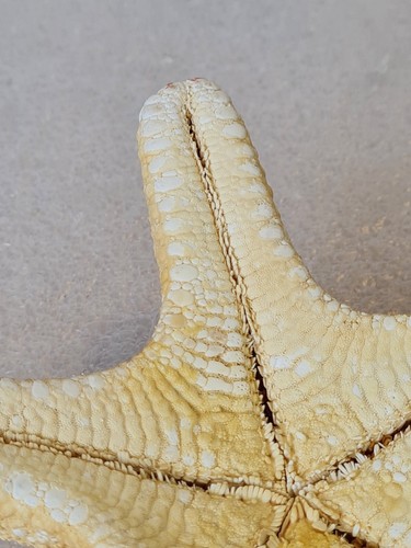 Pair of Large Starfish Sea Shell - 19.5cm & 17.5cm Long - Picture 10 of 24