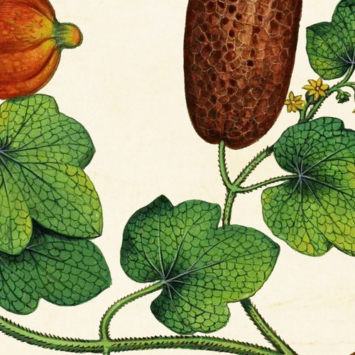 Impresiones artísticas de pared de verduras de jardín italiano, conjunto de 2 calabazas en vid calabaza - Imagen 3 de 7