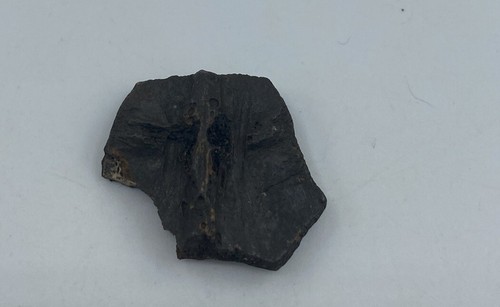 Versteinertes Schildkrötenpanzerfragment aus Florida, Pleistozän Epoche T24 - Bild 1 von 4