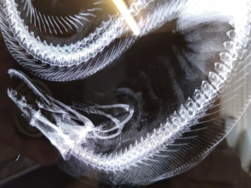 VET SETS A or B or C or D 6x animal X-RAYs imaged onto film lightbox radiography - Picture 16 of 34