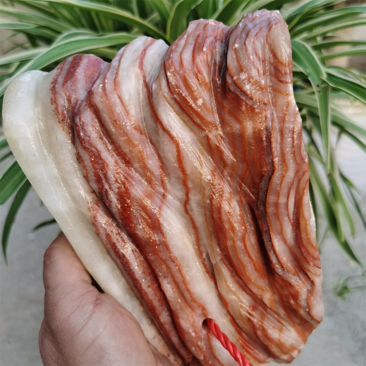 1500 g Especie de carne de piedra de cerdo pulida natural