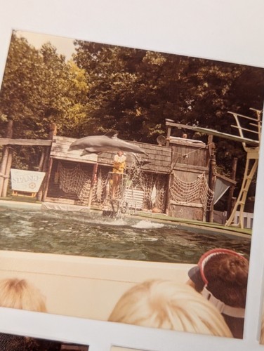 Vtg Found Photos - Dolphin & Seal Show - 1970s Zoo Tricks Water Animals Ephemera - Picture 5 of 13
