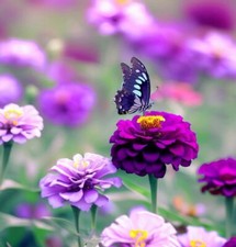 50 Zinnia Seeds / Purple Prince / Flower Seeds / Non -GMO / Butterflies