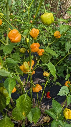 SEED- Hot Pepper Aji Pineapple  Aji Mango Aji Strawberry Drop Spicy Hot Sauce - Bild 10 von 26